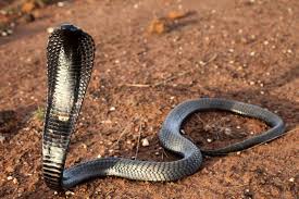 Want to play snake games? Bio Ken Snake Farm Day Trip Watamu