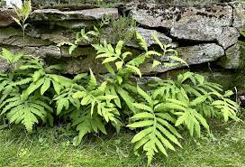 Image result for Manulea conferta