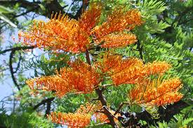Image result for Grevillea robusta