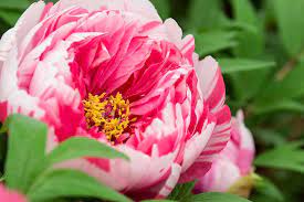 Wholesale peony flowers are mainly grown in holland under glass and are sent to the flower auctions for sale. Best Tree Peonies To Grow Bbc Gardeners World Magazine
