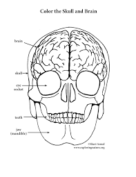 Sugar skull coloring pages coloring page download. Brain And Skull Coloring Page Elementary