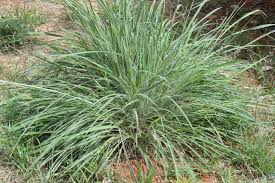 Image result for Andropogon gayanus