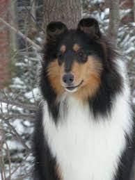 Most Recent Photos Border Collies Tricolor Style Rough Collie Collie Breeds Collie Dog