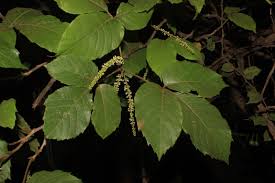 Image result for Allophylus