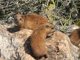 Hyraxes (the plural form is sometimes written as hyrax or hyraces) are small mammals that somewhat resemble very large guinea pigs, although they are in the hellabrunn tierpark, munich, i could more precisely observe 3 hyraxes. Rock Hyrax