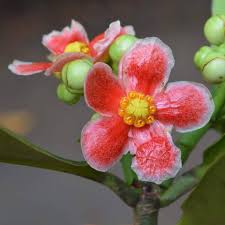 Image result for Clusiaceae