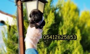 Siyah Pug 2020 Pug Siyah Pug Yavru Pug