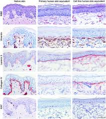 In animal skin tissue cell division is responsible for. Development Of A Full Thickness Human Skin Equivalent In Vitro Model Derived From Tert Immortalized Keratinocytes And Fibroblasts Tissue Engineering Part A