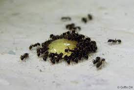 Tiny ants in kitchen while any house guest will certainly help break down the food supply ants won t just eat food but they ll contaminate it too. How To Get Rid Of Ants Invading Your Home