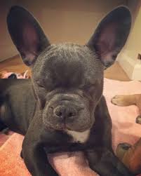 Pitbull bulldog mix is a cross of american bulldog and american pitbull also known as bullypit. Mac The Pitbull Flicker Is A Female French Bulldog Mix Facebook