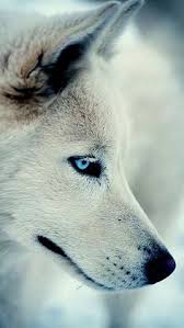 White fluffy tail spice & wolf. 16 White Wolf Wallpaper For Iphone Ideas Wolf Wallpaper White Wolf Wolf