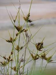 Image result for Pycreus polystachyos