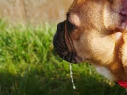 There are a number of other causes of drooling which are much less common. Excessive Drooling In Dogs Should You Be Worried Thegoodypet