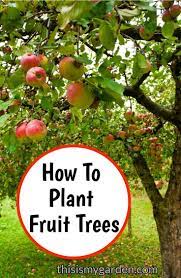 Within the fruit trees gallery gallery album you can enjoy large number 411 pictures that you can discover, discuss & give your opinion on. How To Plant Fruit Trees In Your Own Backyard Tree Planting Fruittree Arbor Fall Appletree Pear Cherr Fruit Trees Trees To Plant Fruit Trees Backyard
