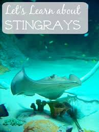 Let S Learn About Stingrays Stingray Ocean Animals Kids Learning Activities