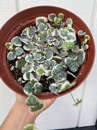 Image result for Ceropegia schultzei
