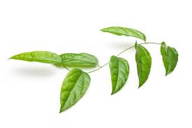 Image result for Tiliacora