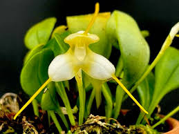 Image result for Mystacidium venosum