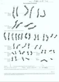 34 Karyotype Analysis Worksheet Answers Worksheet Resource Plans