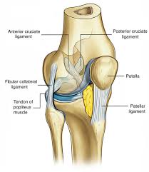 It is formed by articulations between the patella, femur and tibia. Easy Notes On Ligaments Of The Knee Joint Learn In Just 3 Minutes Earth S Lab