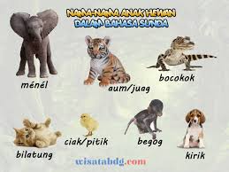 We did not find results for: Mengenal Nama Nama Anak Hewan Dalam Bahasa Sunda