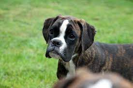 nemeckij bokser foto druzhelyubnyj pes i besstrashnyj zashitnik smotri bolshe http kot pes com nemeckij bokser foto bokser shenok nemeckij bokser bokser sobaka