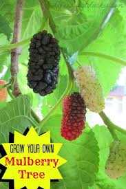 You can finally put the mulberry vs blackberry question to rest. How To Grow Mulberry Trees Life Is Just Ducky