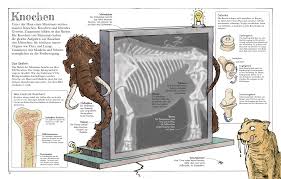 ✅ von 37 künstlern ✅ und viele weitere ideen. Das Mammut Buch Naturwissenschaften Dk Verlag