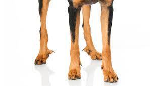 Small Dog Breeds With Rear Dewclaws Healthy Homemade Dog Treats