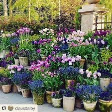 Couldn T Resist These Beauties Lovely Pic Repost Clausdalby Get Repost The Tuli Patio Container Gardening Container Gardening Container Gardening Flowers