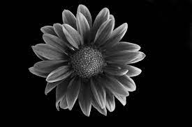 Many fine art photographers prefer black and white images for their tendency to distance the subject matter from reality. An Elegant Monochrome Collection Of Plants Flowers Viewbug Com