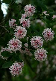 Image result for Dais cotinifolia