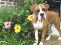 Check spelling or type a new query. Boxer Puppies For Sale In Georgia Boxer Breeders And Information