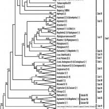 Image result for Tridactyle inaequilonga