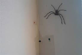 Can huntsman spiders hurt dogs? How To Trap And Release A Huntsman Spider The Size Of A Small Dog Wandering Earth