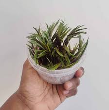 Image result for Eriocaulon africanum