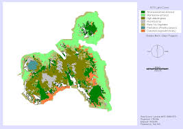 Image result for Helichrysum whyteanum