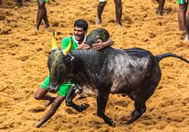 A jallikattu bull is practically untamed, and is fit only for breeding, and playing the sport.india needs jallikattu. If Constitution Protects Cows Why Not Bulls Sc Questions Centre Over Revoking Jallikattu India News India Tv