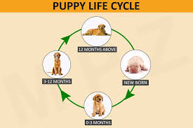 Puppy development stages can change dramatically week by week. Puppy Development Stages And Growth Chart Marshalls Pet Zone