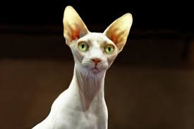 The traits for hairlessness and missing teeth are genetically linked, so the hairless variety of. Sphynx Cat Wikiwand