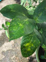 Meyer lemon tree with leaf curl. Need Help With Meyer Lemon Tree With Yellow Spotted Leaves Over Watering More Info In Comments Any Pointers Much Appreciated Backyardorchard