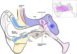 The outer ear is made up of cartilage and skin. Frontiers Anatomy And Development Of The Mammalian External Auditory Canal Implications For Understanding Canal Disease And Deformity Cell And Developmental Biology
