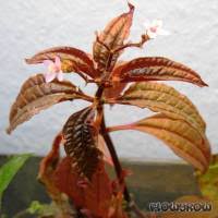 Image result for Syngonanthus robinsonii