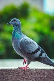 How can i stop dogs from pooping in my garden if i don't know whose dog is doing it? Best Pigeon Repellent How I Get Rid Of