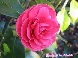 Check spelling or type a new query. Prevention And Protection Camellia Cold Damage Flowers Care Guide
