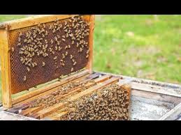 L'apiculture et la fabrication d'une ruche, comment construire une ruche, conseils et plans pour l'apiculture pratiquée à des fins de rentabilité élevée met en péril le bon état des colonies et nuit à la qualité des tout savoir sur les abeilles et l'apiculture de melchior biri : Apiculture L Organisation Des Abeilles Dans La Ruche Truffaut Youtube