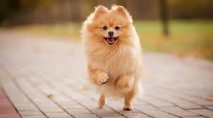 Nicknamed the little dog who thinks he can, pomeranian puppies may be small, but they make up for it with a big heart! Pomeranian Prices How Much Do Pomeranian Puppies Cost