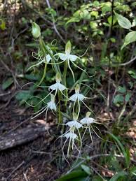 Image result for Bonatea pulchella