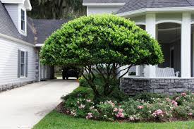 Ligustrum Tree Backyard Plants Specimen Trees Landscape