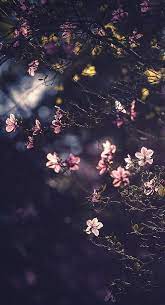 Jun 24, 2021 · wallpaper. 35 Telefon Tapeten Zu Machen Blumen Auf Dem Handy Wachsen Homelovein Beautifulflowerswallpa Flower Phone Wallpaper Cute Wallpaper For Phone Phone Wallpaper
